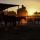 Illustration for article titled Meet the Heroes Who Saved Malibu's Horses From a Fiery Inferno